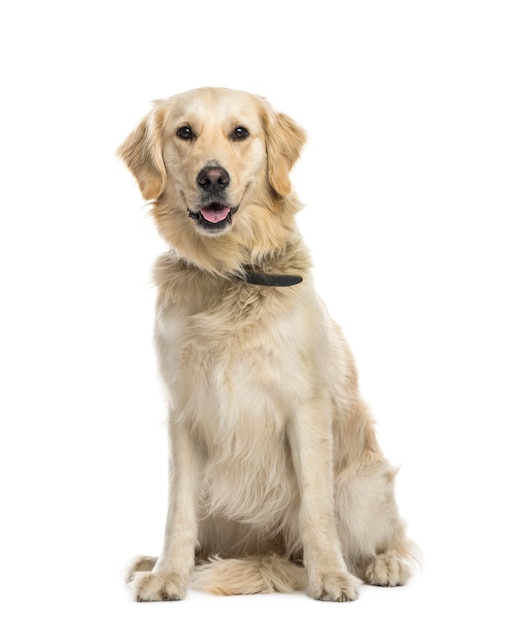 Panting Mixed-breed Dog sitting in front of white background