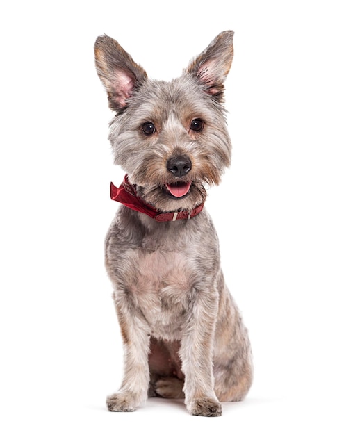 Panting Mongrel dog isolated on white