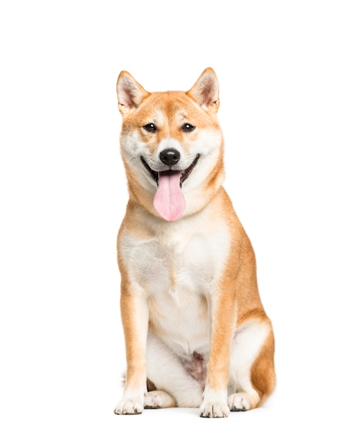 Panting Shiba Inu dog sitting in front, isolated