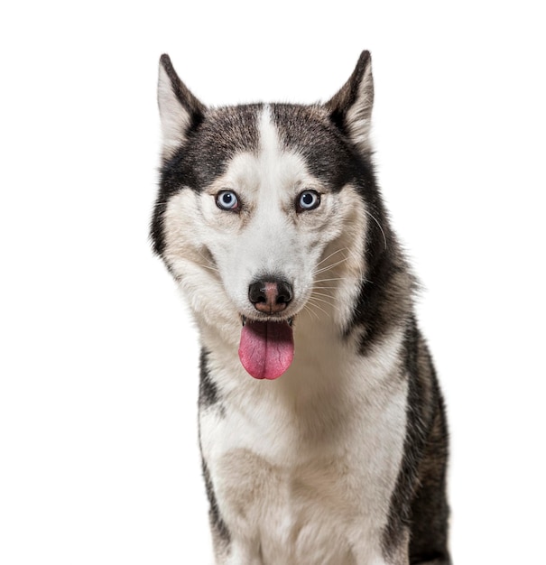 Panting siberian Husky dog Isolated on white