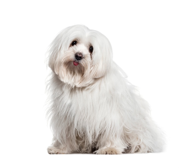 Panting White Maltese dog, sitting, cut-out