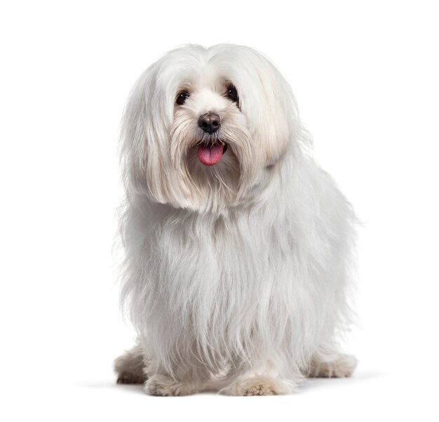 Sheepdog (15 moths) Stock Photo by ©lifeonwhite 10875611