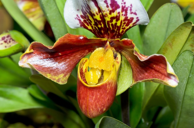 Pantoffelorchidee (Paphiopedilum), Flora met bloemen in de vorm van exotisch en zeldzaam.