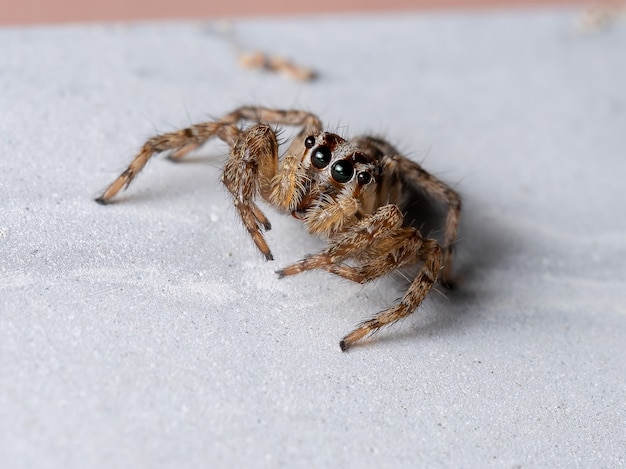 Фото Пантропический паук-скакун вида plexippus paykulli