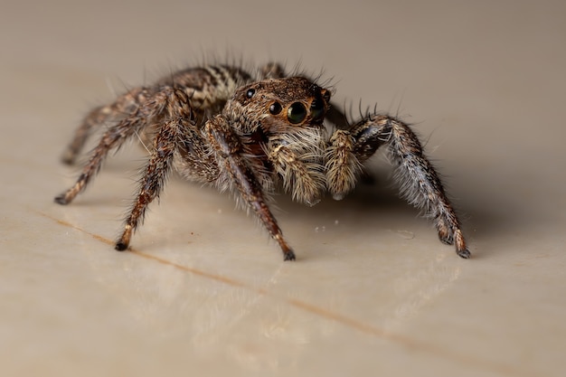 Pantropical Jumping Spider of the species Plexippus paykulli