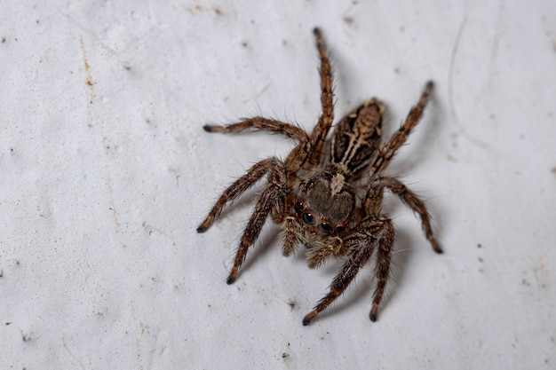 Pantropical Jumping Spider van de soort Plexippus paykulli