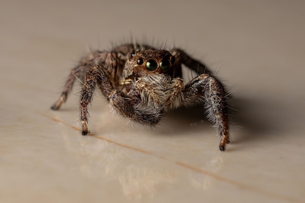 Pantropische Jumping Spider van de soort Plexippus paykulli