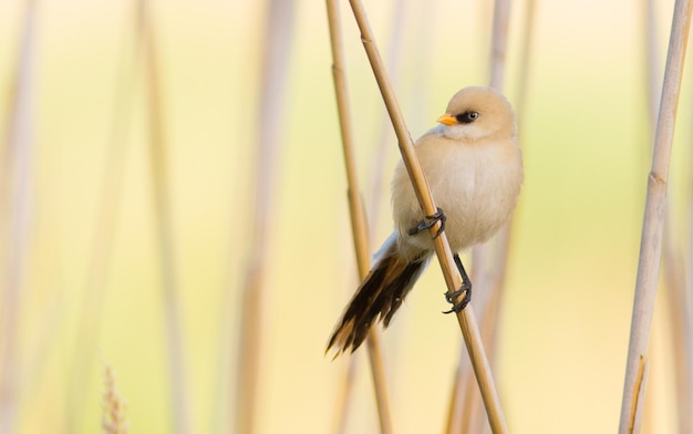 Panurus biarmicus Baard Reedling In de vroege ochtend zit een jonge vogel op een rietstengel