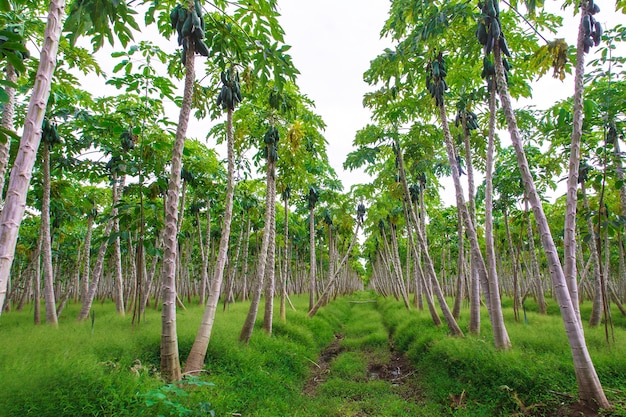 Papaja boerderij