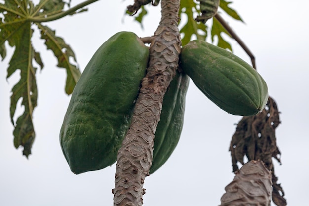 Papaja's groeien aan een boom