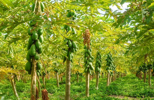 Papajabomen planten in Conde Paraiba Brazilië Braziliaanse agribusiness