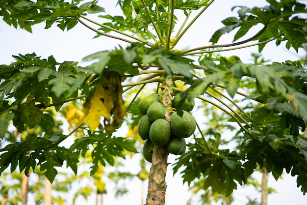 Papajaboom In het veld