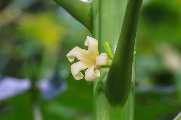 Papajaboom met bloemen