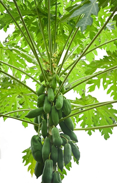 Papajaboom met groene papaja in tropische tuin.