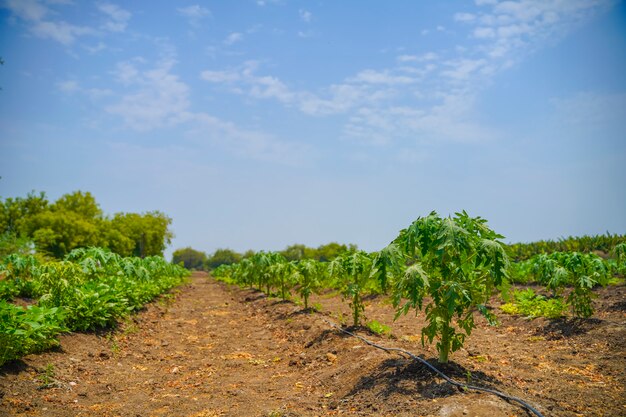 Papajagebied op een zonnig daglandschap