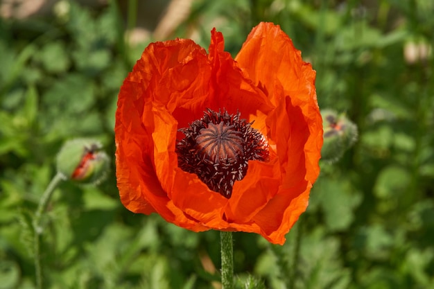 Papaver bloeit in de tuin