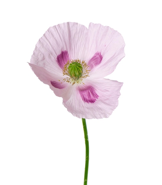 Papaver bloem geïsoleerd op witte achtergrond Enkele roze papaver Papaver somniferum Clipping path