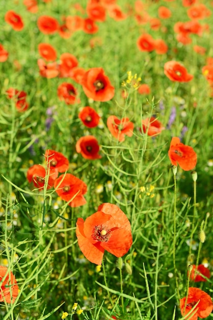 Papaver bloemen buitenshuis