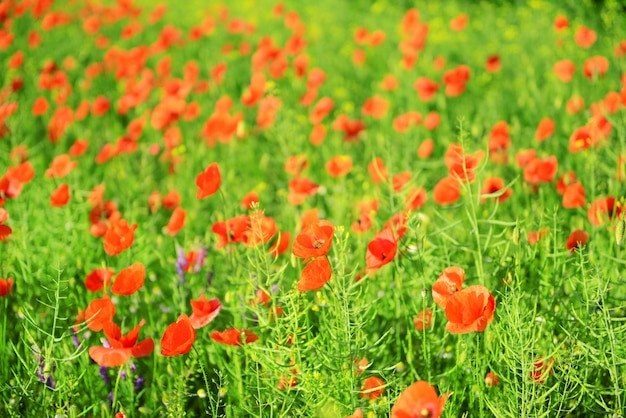 Papaver bloemen buitenshuis