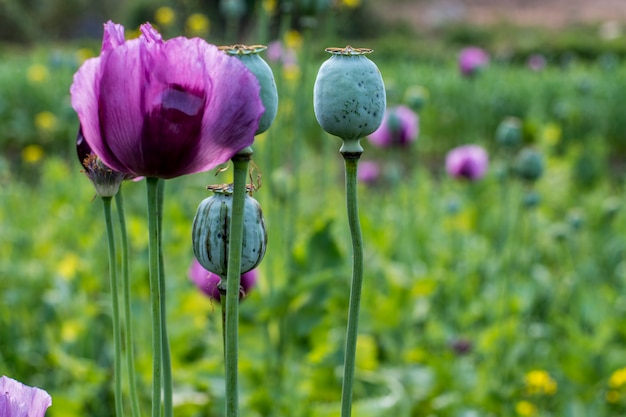 Papaver en radijs veld