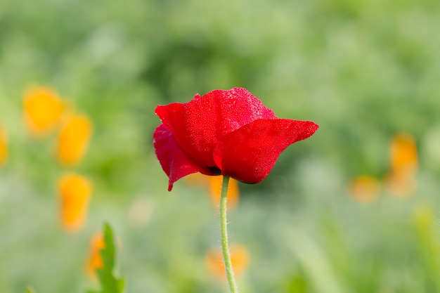 Papaver in de tuin (Papaveraceae)