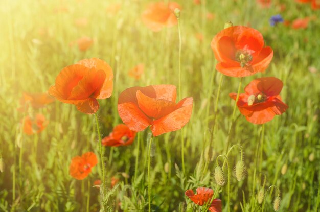 Papaver in een veld