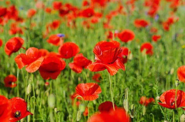 Papaver in een veld