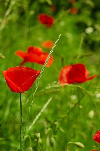 Papaver in een veld