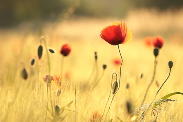 papaver in het veld bij zonsondergang