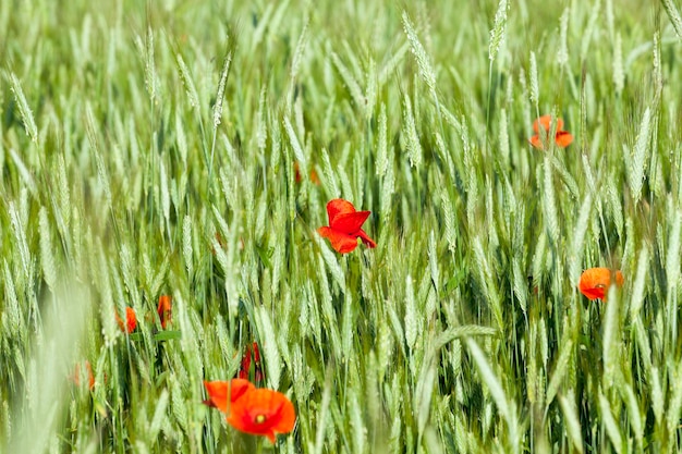 Papaver in het veld - een bloeiende rode papaver die groeit in de landbouw, waar ze tarwe verbouwen