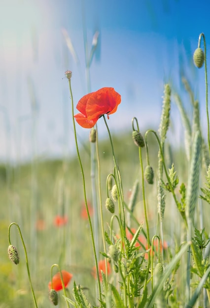 Foto papaver op een weiland