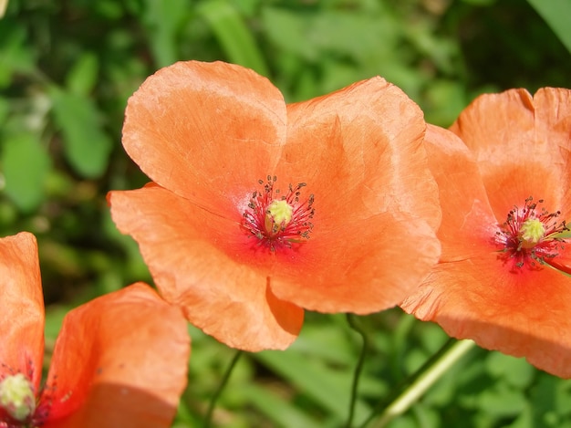 Photo papaver plant (papaveraceae) red flower