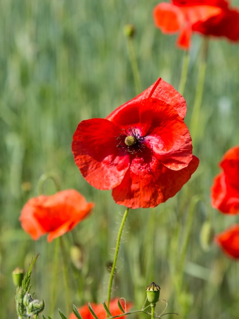 Papaver. Красные маки в солнечный луг.