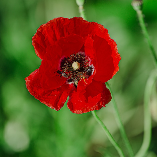 Papaver rhoeas, common, corn, Flanders, red poppy, corn rose, field is flowering plant poppy family Papaveraceae.