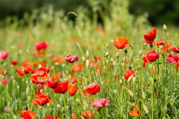 Papaver veld. Bloemen achtergrond