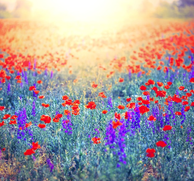 Papaver veld