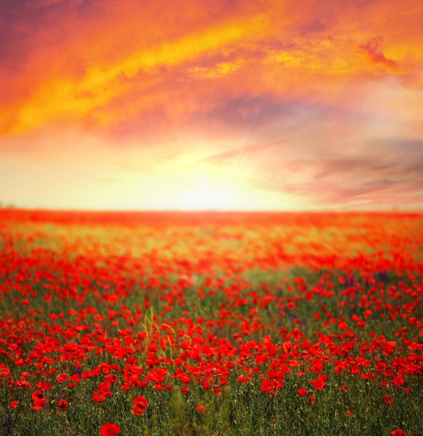 papaver veld