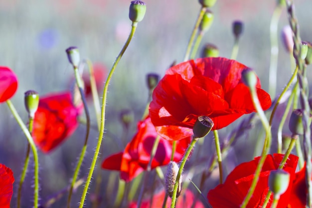 papaver veld