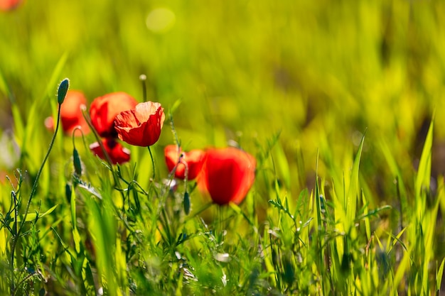 Papaver veld