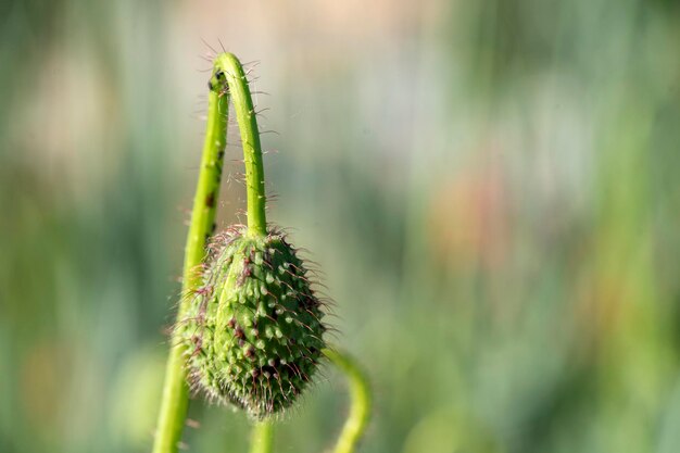 papaver