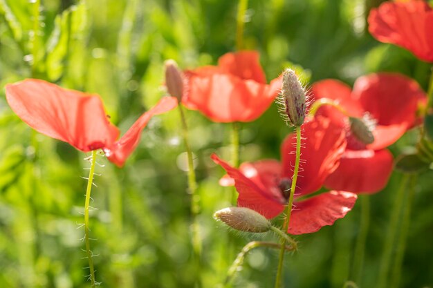 papaver