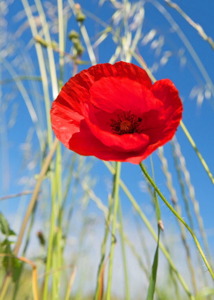 Foto papaverbloem in een veld