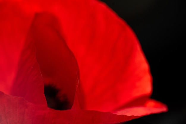 Papaverbloem op geïsoleerde Zwarte