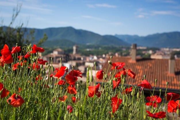 Papaverbloemen op achtergrond van oude Spaanse stad. Ã Â¡concept van herinnering WO1