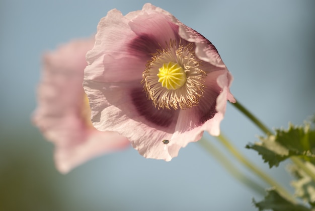 Papaverplant in het veld