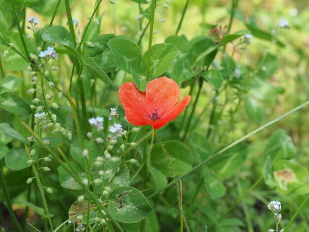 Papaverplant (Papaveraceae) rode bloem