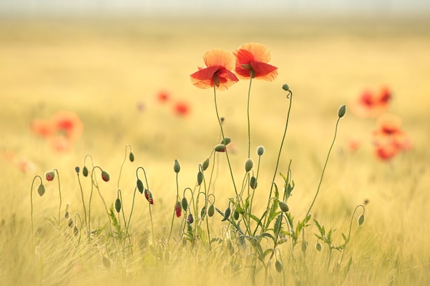 Papavers in het veld bij zonsopgang