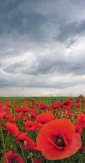 Papaverveld close-up bloemen en achtergrond met stormachtige lucht