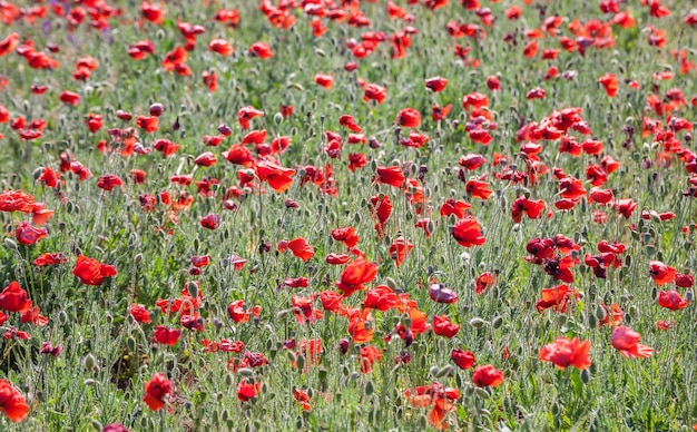 Papaverveld met bloeiende rode klaprozen