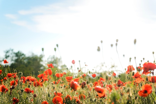 Papaverveld op een zonnige zomerdag